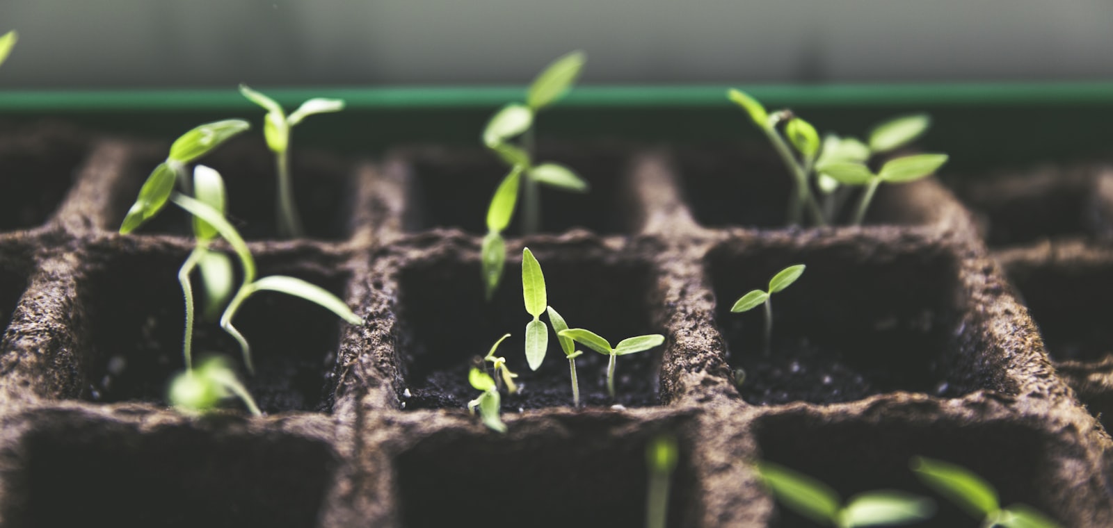 CSR Opportunities
